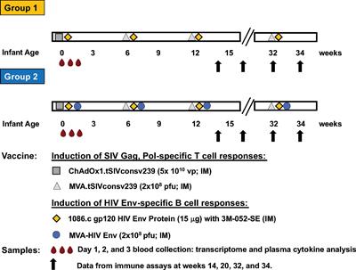 Early Post-Vaccination Gene Signatures Correlate With the Magnitude and Function of Vaccine-Induced HIV Envelope-Specific Plasma Antibodies in Infant Rhesus Macaques